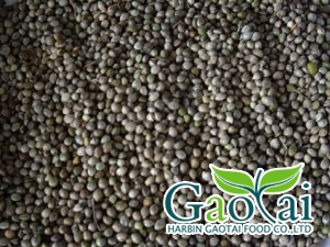 Hemp Seeds