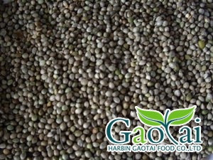 Hemp Seeds